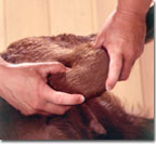 Veterinarian checking the knee of a dog for a 