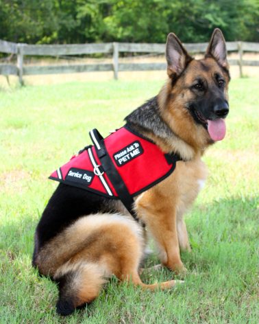 german shepherd service dog price