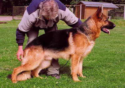 german shepherd puppies nj german shepherd puppies for sale german shepherd puppies nj german shepherd puppies for sale