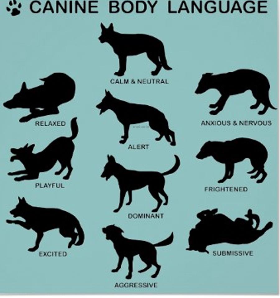 German Shepherd Puppy Growth Chart