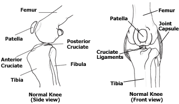 Normal Knee Anatomy