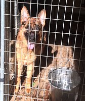 Talita - Tim  Female - Haus Merkel German Shepherd Puppies For Sale